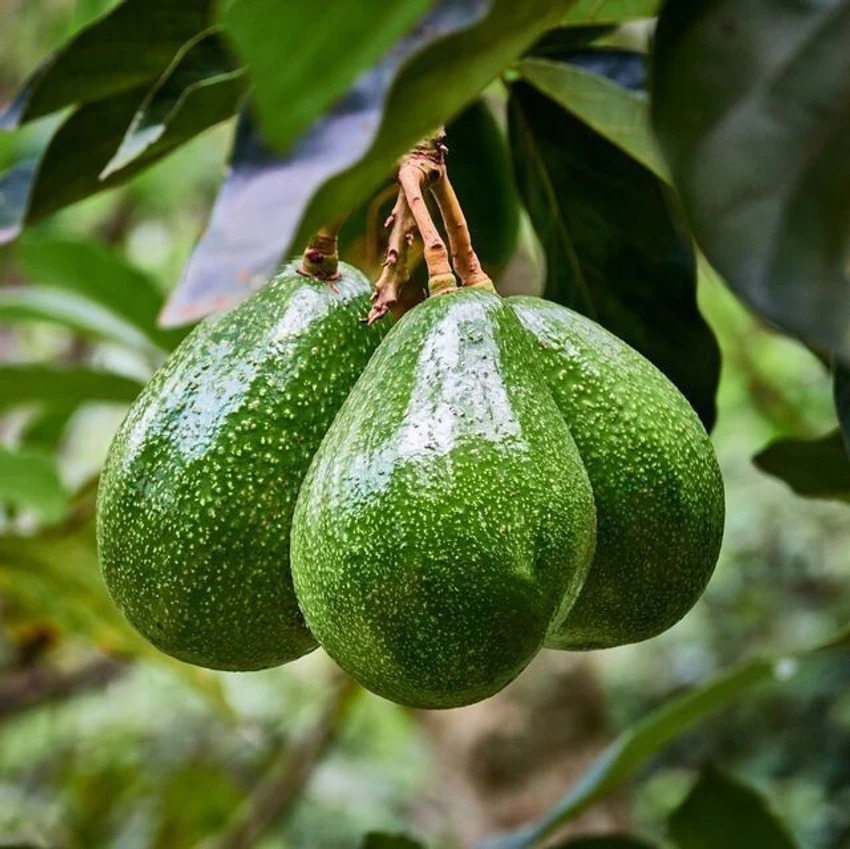 Avocado in its plant