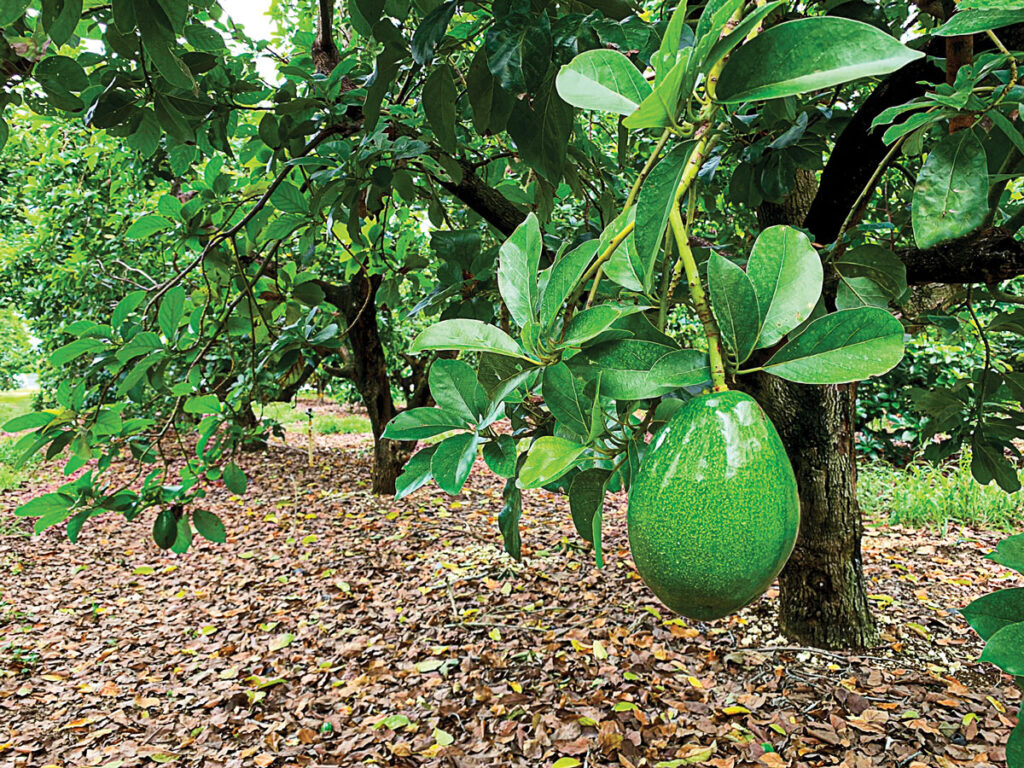 Avocado tree Danyi-Togo