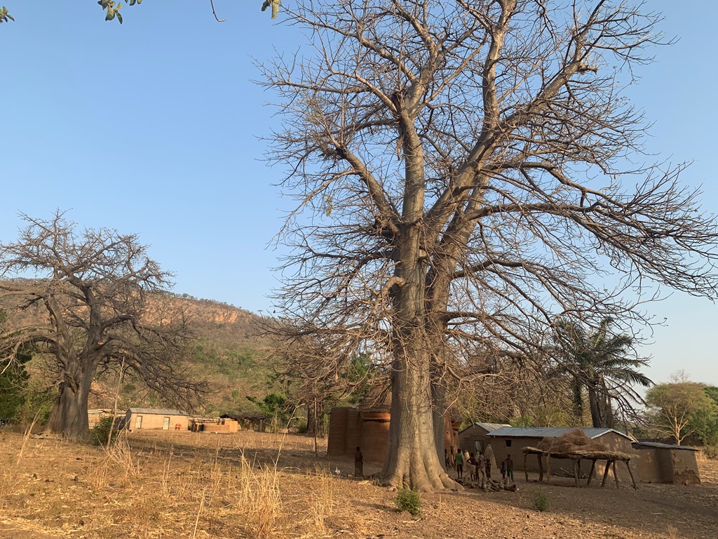 Baobab tree in dry season-Togo