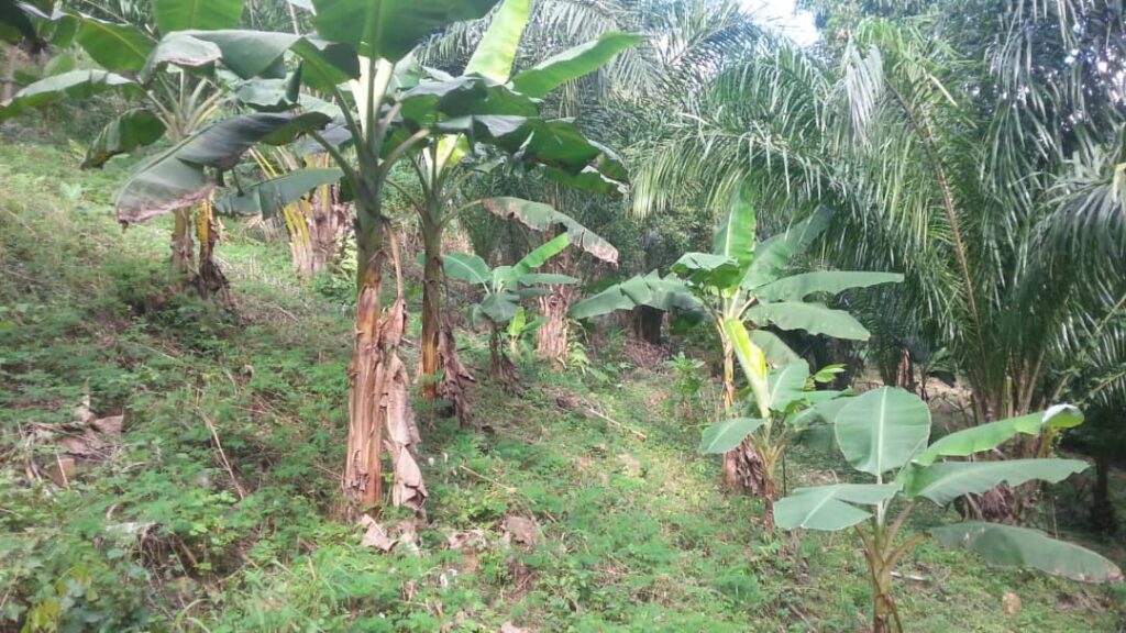 Centre des Hommes project Ecovillage land