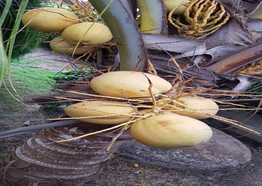 Coconut tree-Togo