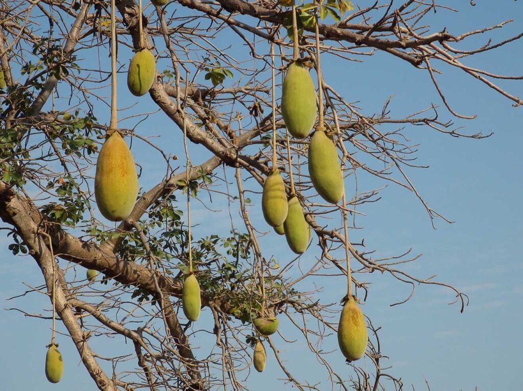 Fruit of baobab in a baobab tree