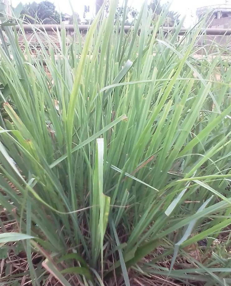 Lemongrass tea on Centre des Hommes project land