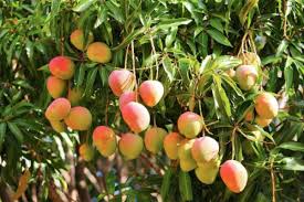 Mango Togo