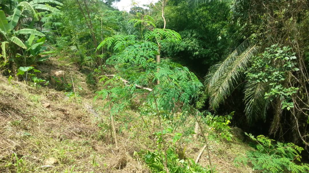 Moringa field, Centre des Hommes project Ecovillage land