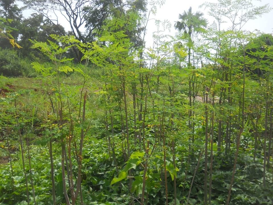 Moringa fields on land project Ecovillage Centre des Hommes