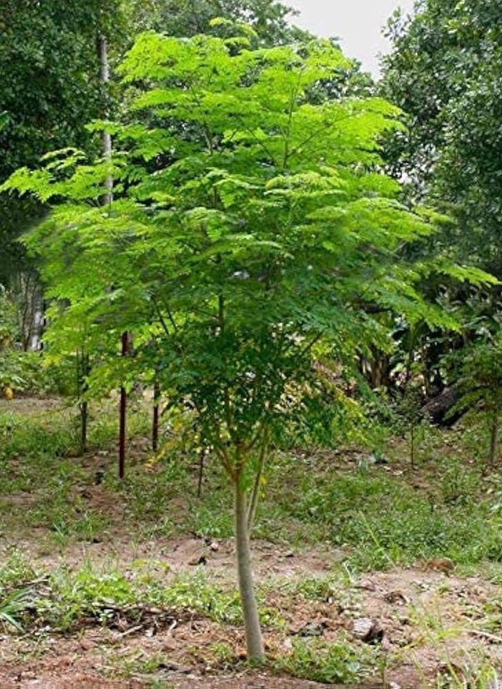 Moringa tree