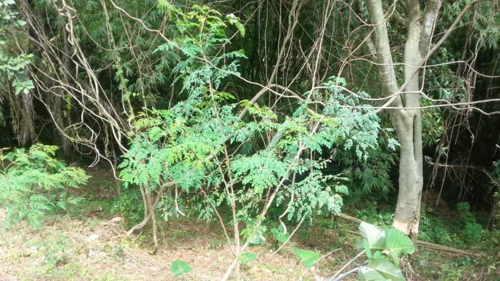 Moringa tree, Centre des Hommes