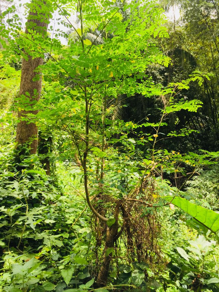 Moringa tree