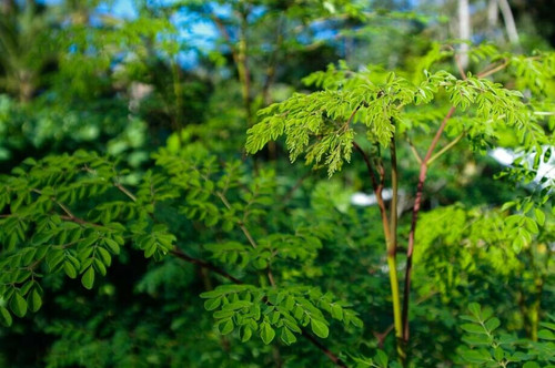 Moringa trees