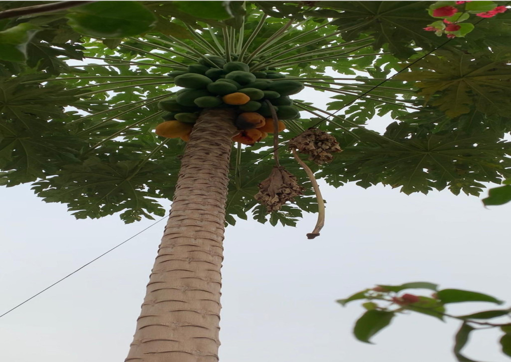 Papaya of Centre des Hommes Project Ecovillage land