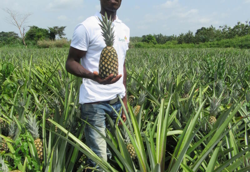 Pineapple Togo
